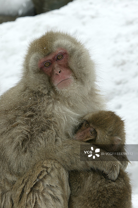 日本猕猴的默契与温柔图片素材