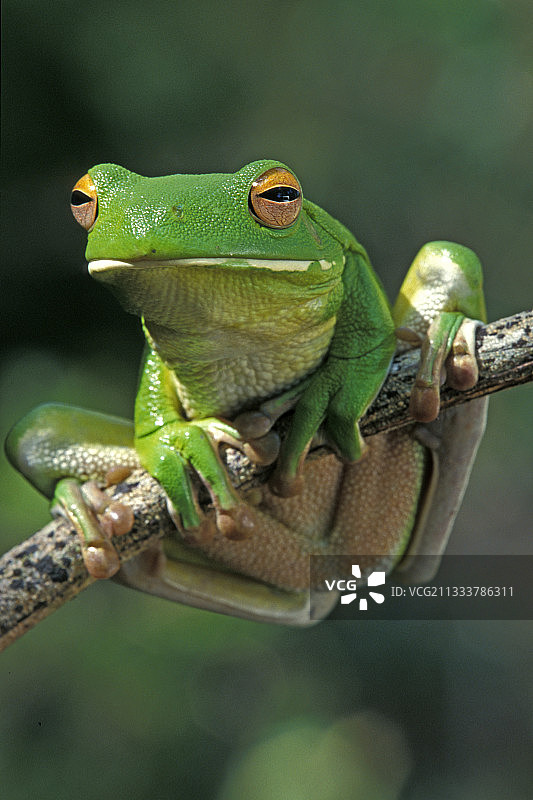 白唇树蛙，约克角，昆士兰，澳大利亚图片素材