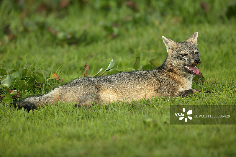食蟹狐躺在委内瑞拉亚诺斯图片素材