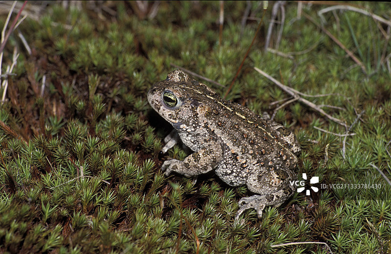 法国苔藓上的欧洲林蛙图片素材
