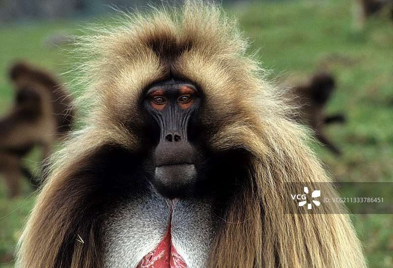 占主导地位的雄性狮尾狒，埃塞俄比亚图片素材