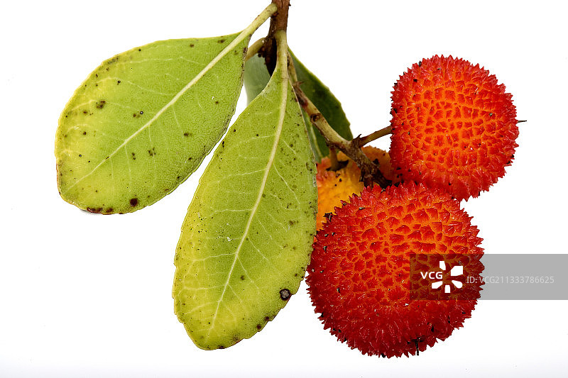 杨梅果实图片素材