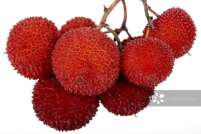 杨梅果实图片素材