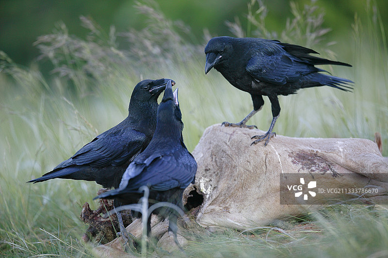 死羊上的普通渡鸦，法国塞文山脉图片素材