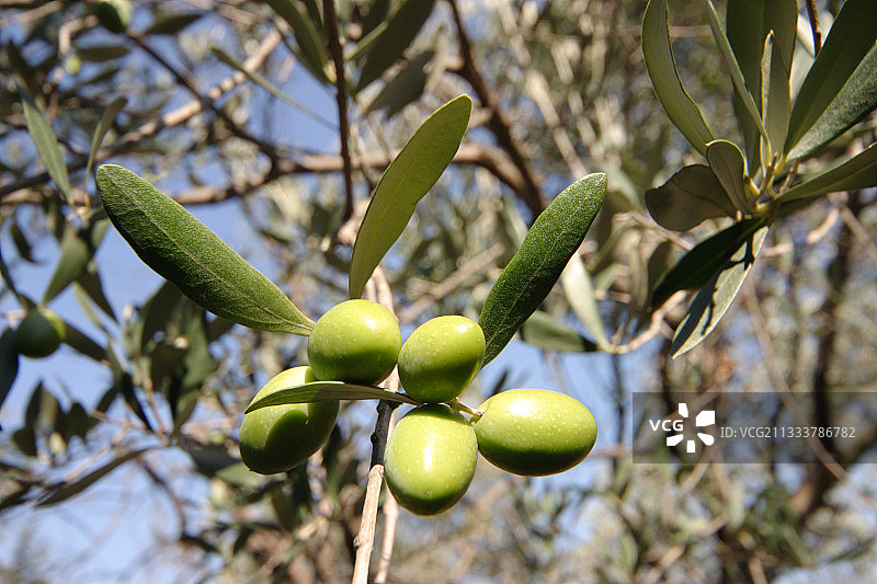 带有绿色橄榄的非洲橄榄树枝图片素材
