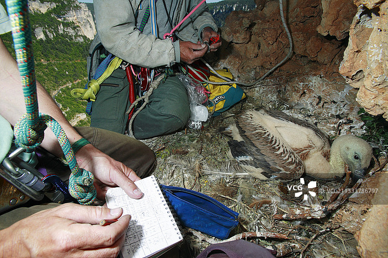 标签可能从50到70天后出现。Jean-louis Pinna, NP Cevennes 和 来自LPO的Philippe Lecuyer。图片素材