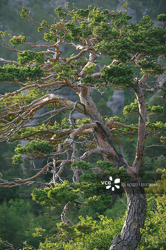 法国塞文山脉苏格兰松树图片素材