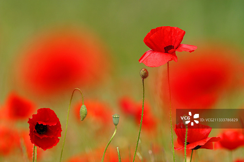 虞美人花果图片素材