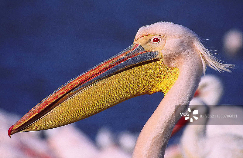 大白鹈鹕的肖像图片素材