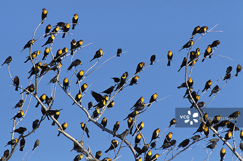 栖息在树上的黄头黑鹂图片素材