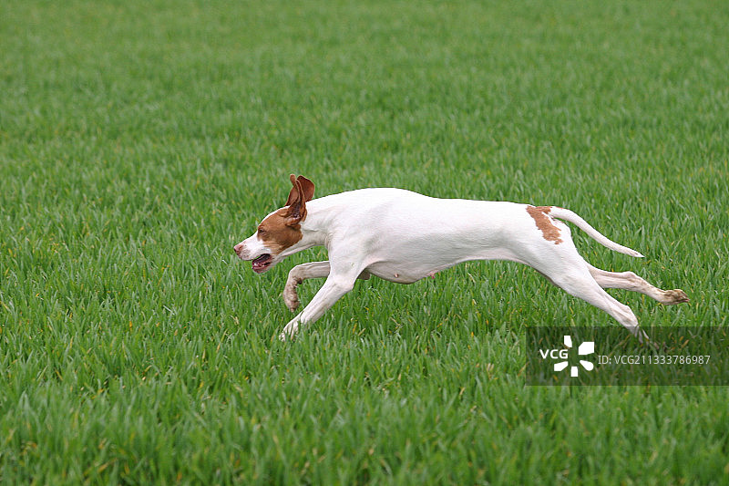 在草地上奔跑的德国指示犬图片素材