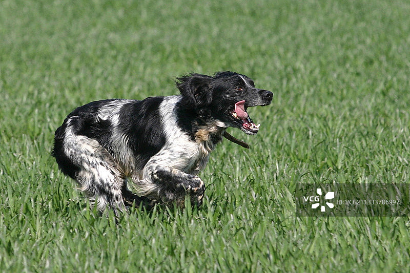 全力奔跑的布列塔尼猎犬图片素材