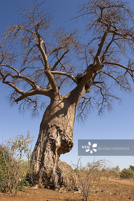 博茨瓦纳乔贝国家公园里被非洲象吃掉的猴面包树图片素材