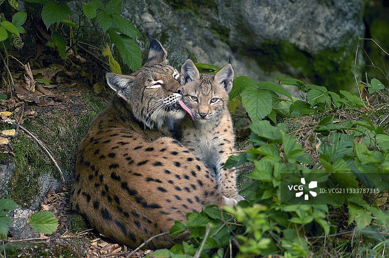 母猞猁和四个月大的幼崽图片素材