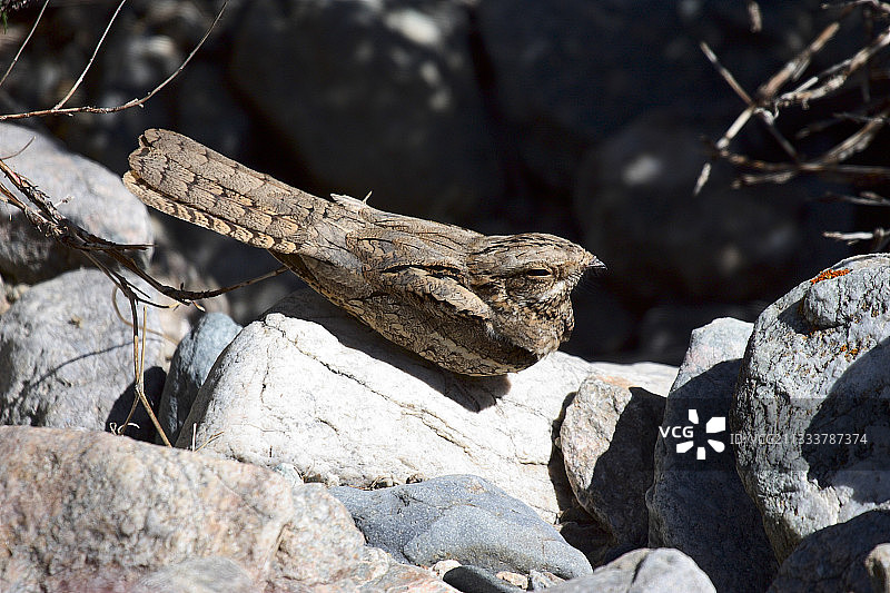 石堆上的欧亚夜鹰图片素材