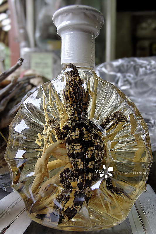 越南米酒瓶里的小鳄鱼图片素材