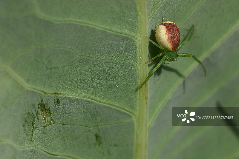 哈萨克斯坦春天叶背上的蟹蛛图片素材