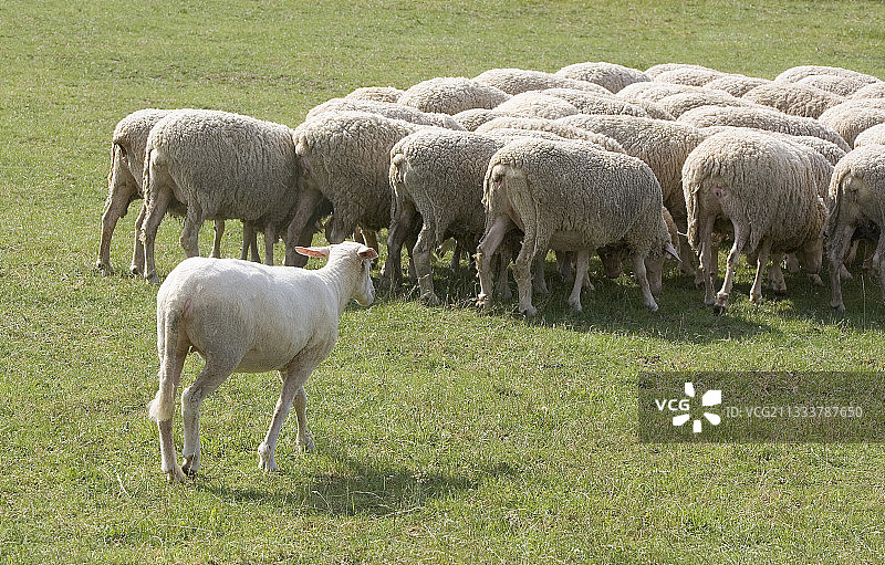收割过的母羊加入法国公园的其他羊群图片素材