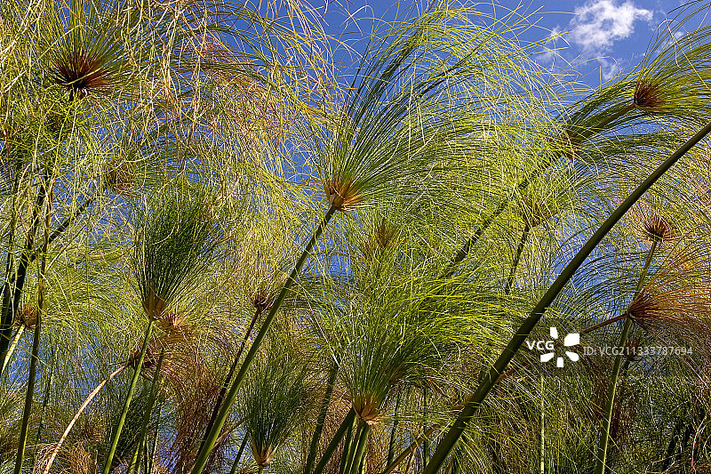 奥卡万戈三角洲纸莎草图片素材