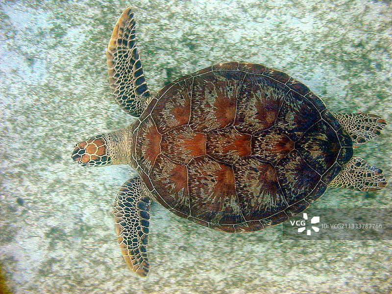 在水下植物园游泳的绿海龟图片素材