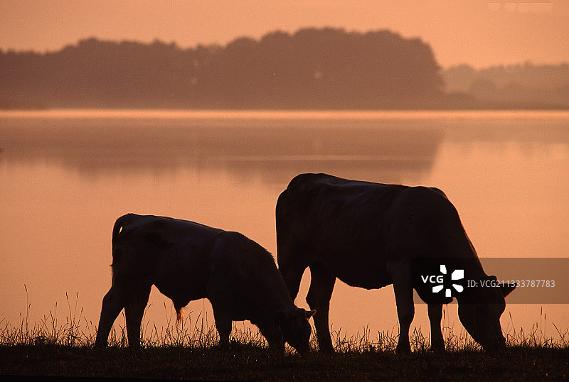 法国夏洛莱母牛与小牛在池塘边饮水图片素材