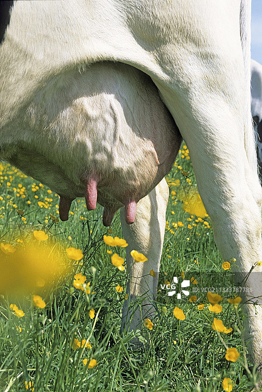 法国草地上荷斯坦奶牛图片素材