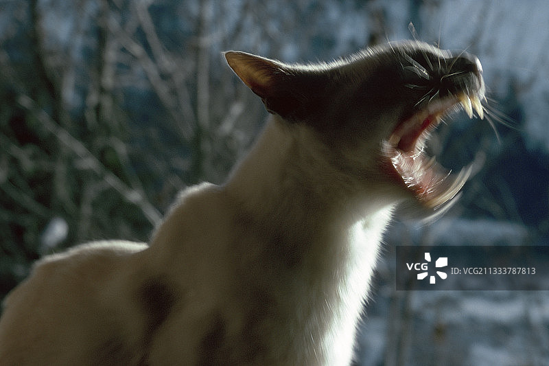 在法国打呵欠的暹罗猫图片素材