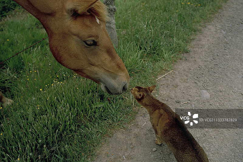 阿比西尼亚猫与弗朗什-山马的相遇图片素材