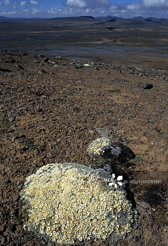 不朽之花与非洲高山景观图片素材