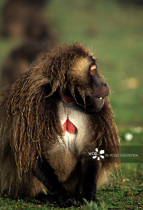 埃塞俄比亚的优势雄性狮尾狒图片素材