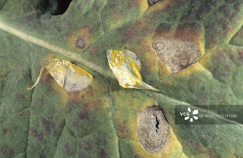 油菜上的核盘菌图片素材