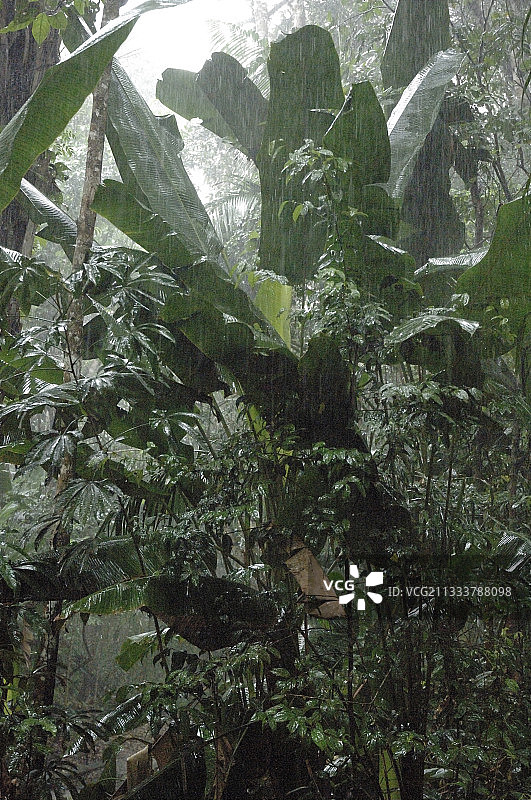 雨中的圭亚那森林图片素材