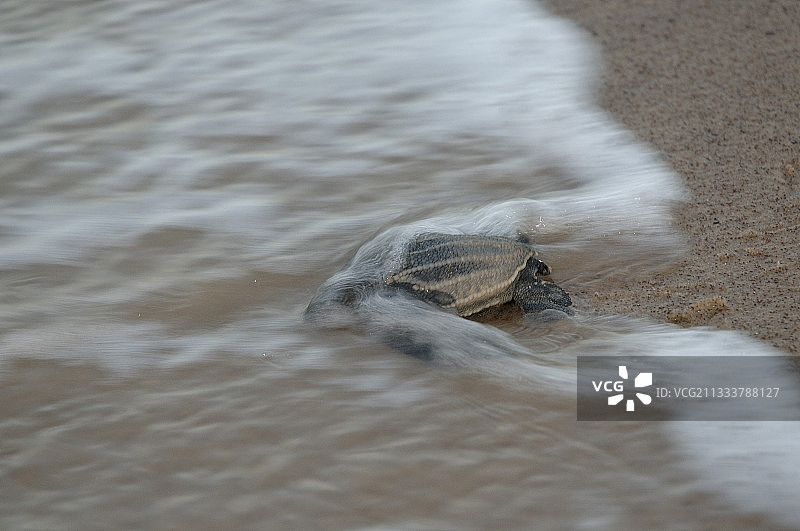幼年棱皮龟图片素材