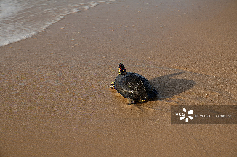 马拉尼河河口的斑点齿龟图片素材