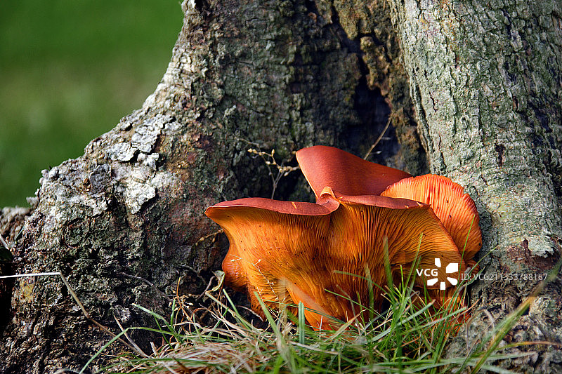 蘑菇与奥利维尔图片素材
