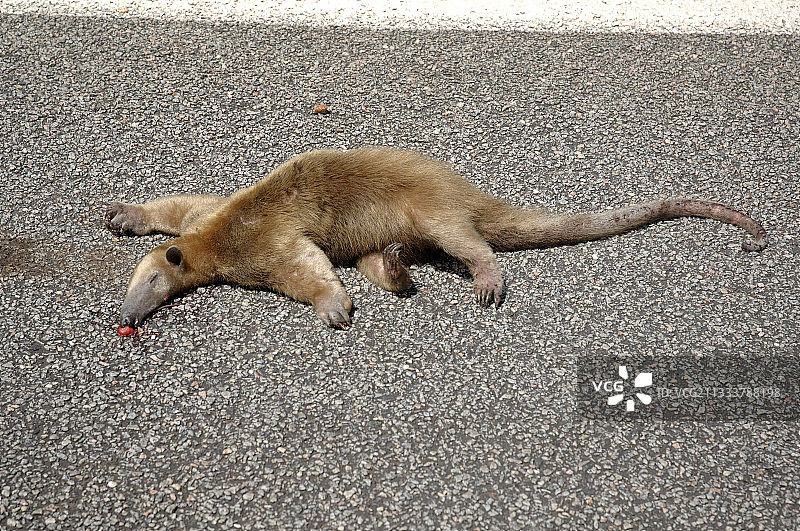 法属圭亚那道路上被碾压的食蚁兽图片素材
