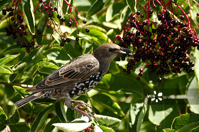 八哥鸟在法国岛的树上觅食图片素材