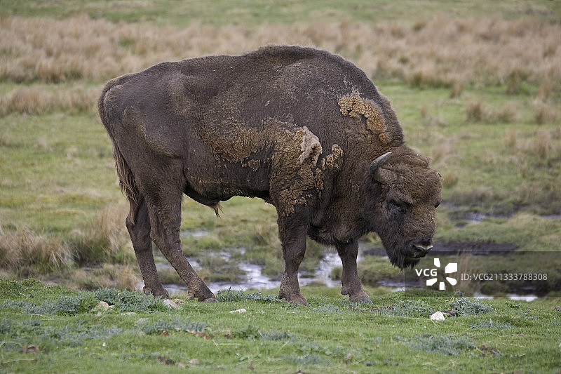 苏格兰高地野生动物园的欧洲野牛图片素材