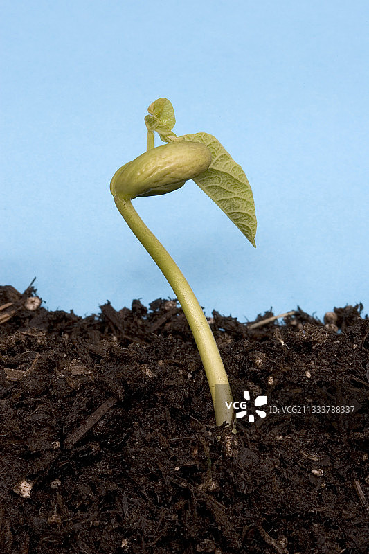 子叶中长出的第一片叶子图片素材