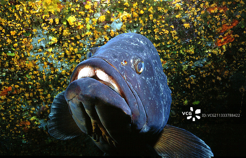 西班牙埃斯塔蒂特暗色石斑鱼图片素材