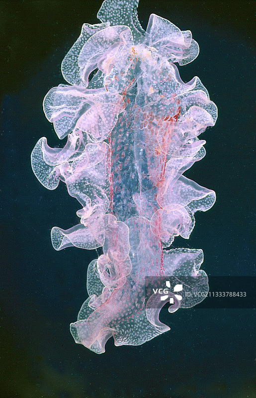 埃斯塔蒂特西班牙海刺水母触手图片素材