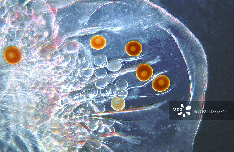 埃斯塔蒂特水母生殖腺和卵母细胞区域[AT]图片素材