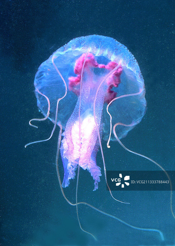 埃斯塔蒂特紫色刺水母，西班牙图片素材
