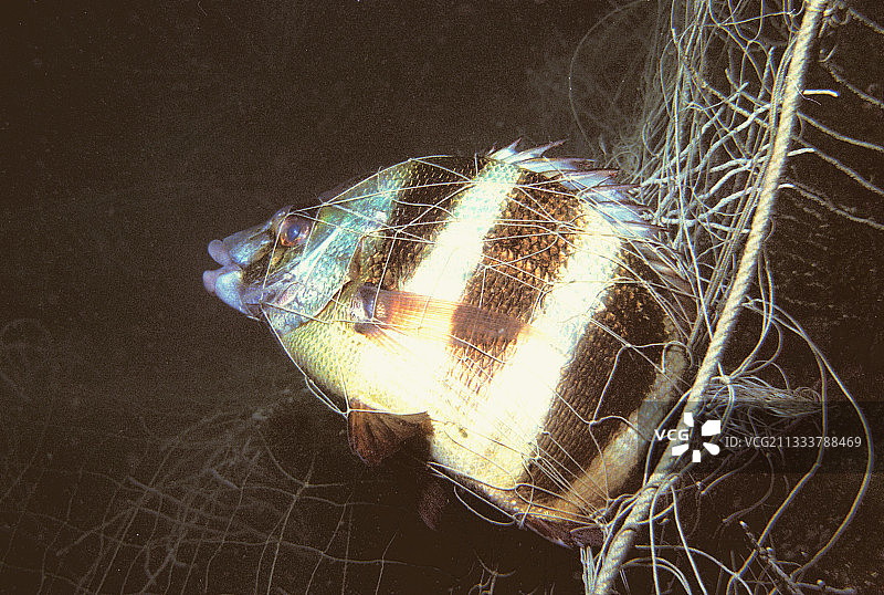 渔网中的萨尔鼓，法国鲁西荣图片素材