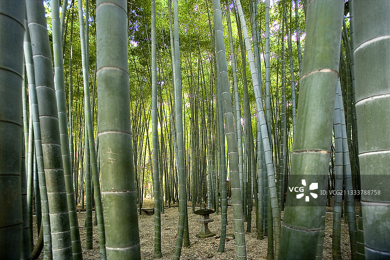 镰仓皇城寺庙中的竹木图片素材