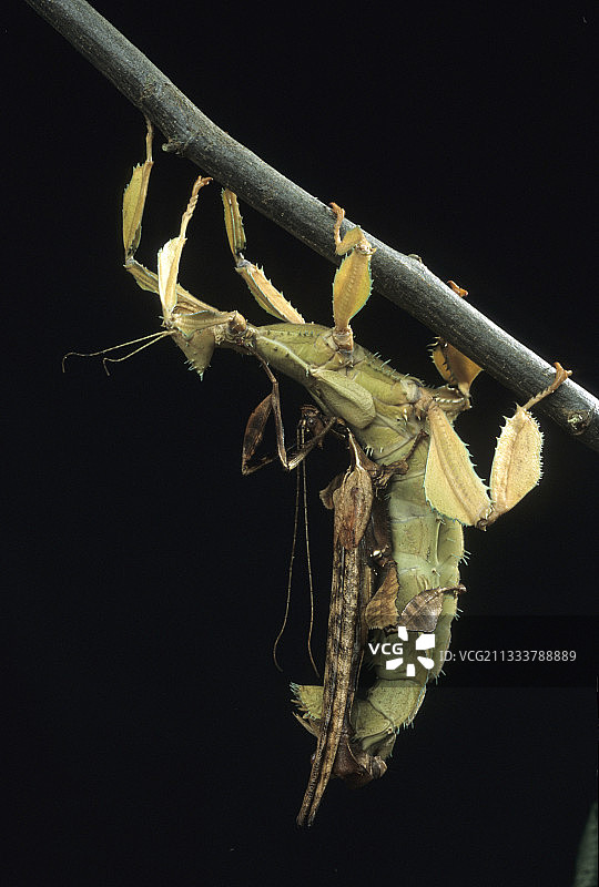 竹节虫交配图片素材