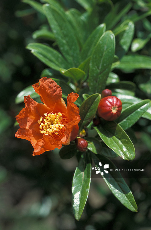 希腊五月石榴花和纽扣图片素材
