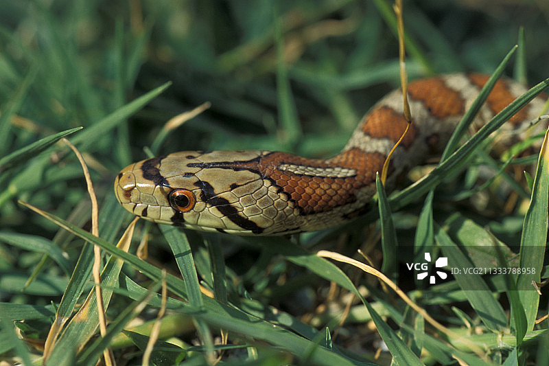 成年豹纹草蛇在希腊草地爬行图片素材