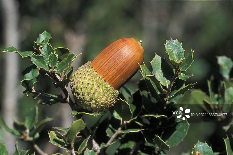 希腊，11月， branch上的胭脂栎树的芽图片素材