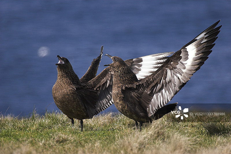 六月苏格兰一对贼鸥的求偶图片素材